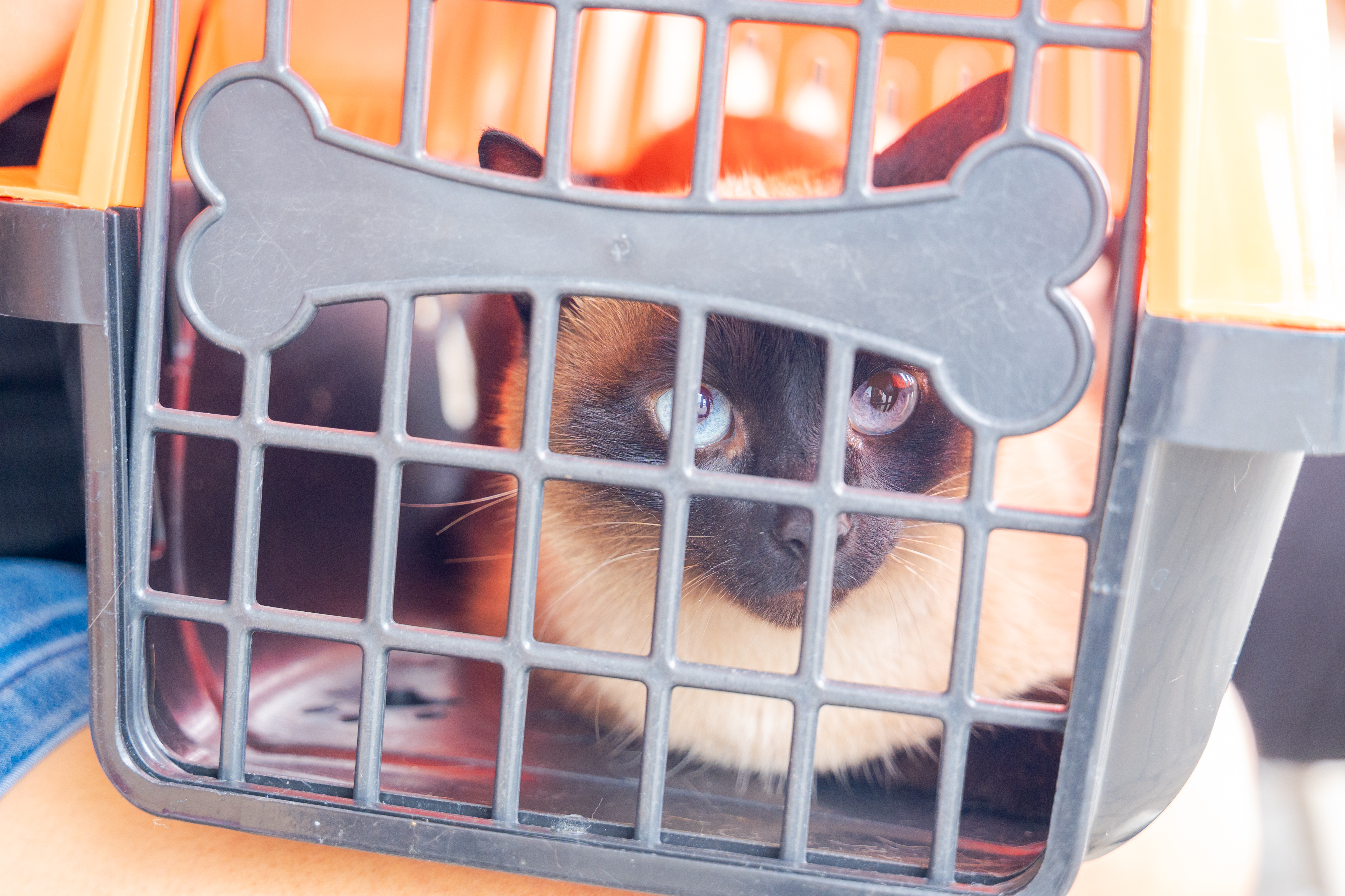 Guarapari realiza vacinação para gatos no Centro de Controle de Zoonoses